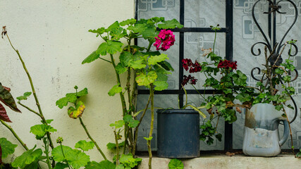Red flowers and green leafy plants growing in plastic and metal pots placed by window with black...