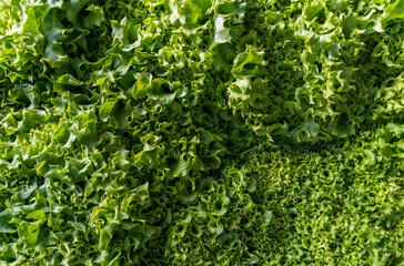 Lettuce leaves displayed in a lush green arrangement, highlighting varying textures and shades,...