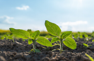 Bright sunflower sprouts emerge from dark soil under a clear blue sky, capturing the essence of...