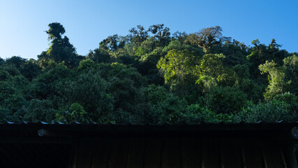 Dense green forest hillside under bright clear blue sky in Ecuador with wooden roof edge. Ideal for...