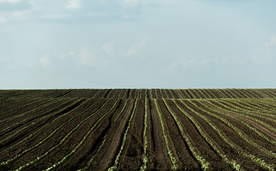 Sunflower sprouts are emerging in well-organized rows across a large agricultural field, basking in...