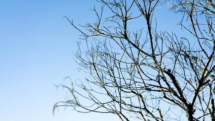 Bare tree branches with moss under clear blue sky in Ecuador. Ideal for nature, backgrounds, ecology, and environmental themes.