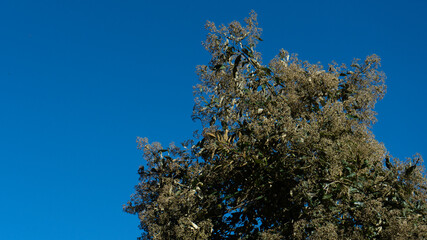 Tree top with dry flowers against bright clear blue sky in Ecuador. Ideal for backgrounds, nature,...