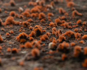 Close view of red fuzzy fungus colony growing on brown forest ground. Ideal for nature backgrounds, science, biology, or educational use.