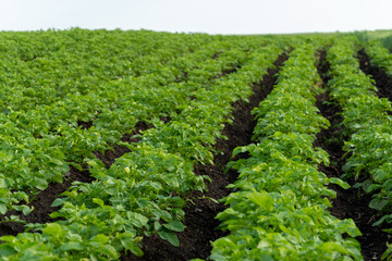 Rows of vibrant green potato plants stretch across a rich, dark soil field. The sunlight enhances...