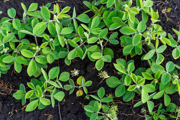Healthy soybean plants with vibrant green leaves flourish in rich dark soil, basking under the warm sunlight, showcasing growth and vitality