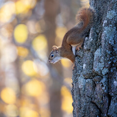 American red squirrel Tamiasciurus hudsonicus working his way down a tree covered in Lichen