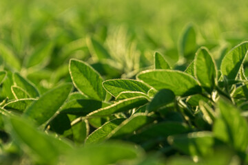 Lush green soy plants stretch across a sunlit field, showcasing their vibrant leaves and healthy growth in the warm summer light. Nature flourishes abundantly