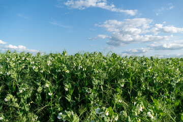 Lush green bean plants flourish in an expansive field, surrounded by vibrant vegetation beneath a sunny sky with soft, white clouds drifting by