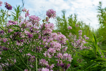 Purple flowers with delicate petals flourish in a green landscape, basking in the soft light of the...