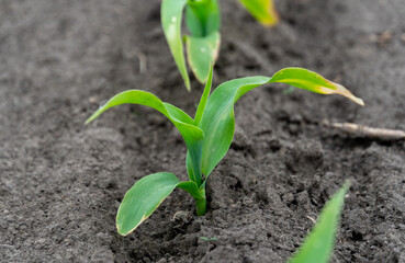 Young corn plants are breaking through the dark soil, showcasing vibrant green leaves. This growth indicates the start of the growing season in a field during spring