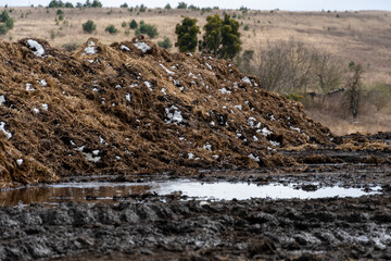 In a rural setting during winter, farmers handle a large mound of cow manure beside a muddy area,...