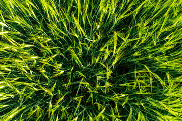 Vibrant green grass fills the field, thriving under the bright sunlight of the late afternoon. The...