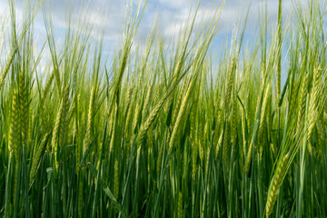 Wheat plants grow tall and vibrant in a lush field, their green stalks swaying slightly in the warm breeze beneath a bright sky