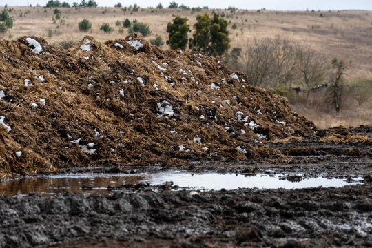 In a rural setting during winter, farmers handle a large mound of cow manure beside a muddy area, with distant trees and hills visible in the background