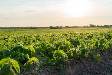 A vast soybean field is bathed in the warm glow of the evening sun, showcasing healthy rows of green plants swaying gently in the breeze, bordered by a serene landscape