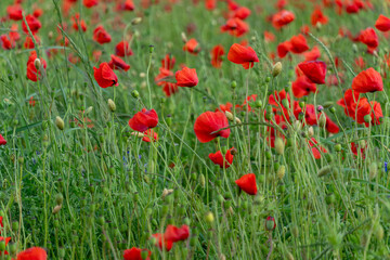 Bright red poppies bloom in a sprawling green field, their petals dancing in the gentle breeze on a...