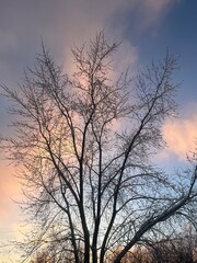silhouette of a tree