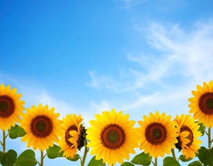 ひまわりの花と快晴の空　イラスト