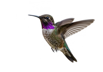 A vibrant green and purple hummingbird with outstretched wings is isolated on transparent background