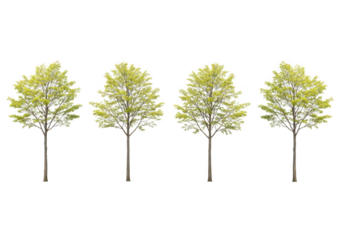 Four identical young trees with vibrant green leaves stand in a neat row, isolated on transparent background