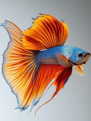 Fototapeta premium Stunning Betta Fish