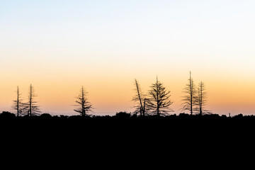 Tree silhouette at sunset