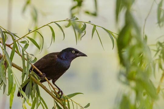 Grackle sitting on branch