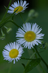 White aster