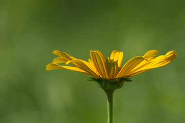 Obraz premium Yellow flower profile