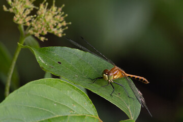 Dragonfly on leaf
