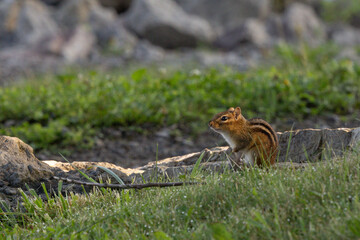 Chipmunk in grass