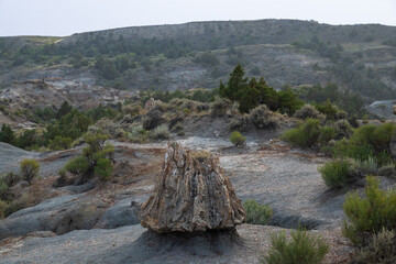 Petrified Forest at Theodore Roosevelt National Park, North Dakota