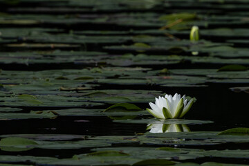 White waterlily