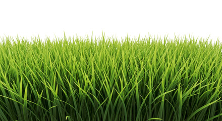 Obraz premium Green Grass Blades Field