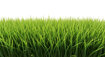 Green Grass Blades Field