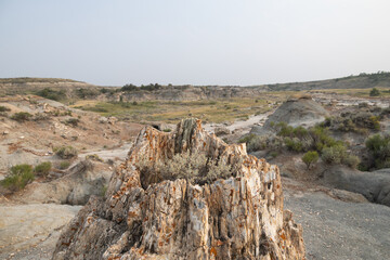 Petrified Forest at Theodore Roosevelt National Park, North Dakota