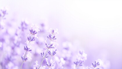 Soft Lavender Dream: Ethereal Floral Background