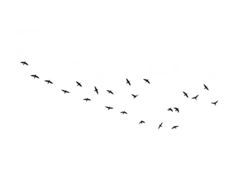 A flock of birds in silhouette flying in a curved line across a white background, isolated on transparent background