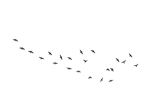 A flock of birds in silhouette flying in a curved line across a white background, isolated on transparent background