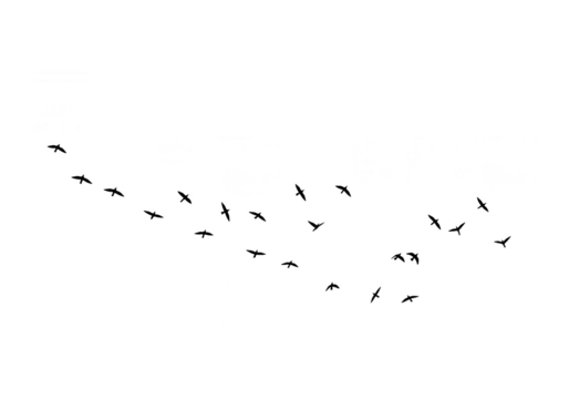 A flock of birds in silhouette flying in a curved line across a white background, isolated on transparent background - Powered by Adobe