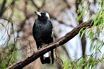 Australian Mapgie perched on a branch in bushland