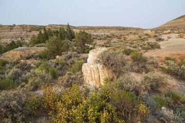 Petrified Forest at Theodore Roosevelt National Park, North Dakota