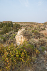 Petrified Forest at Theodore Roosevelt National Park, North Dakota