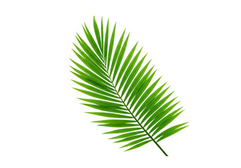 A single green palm leaf isolated on transparent background, showcasing its tropical nature