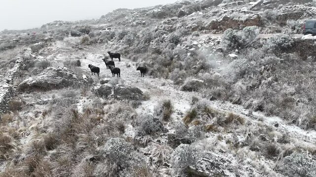 VACAS