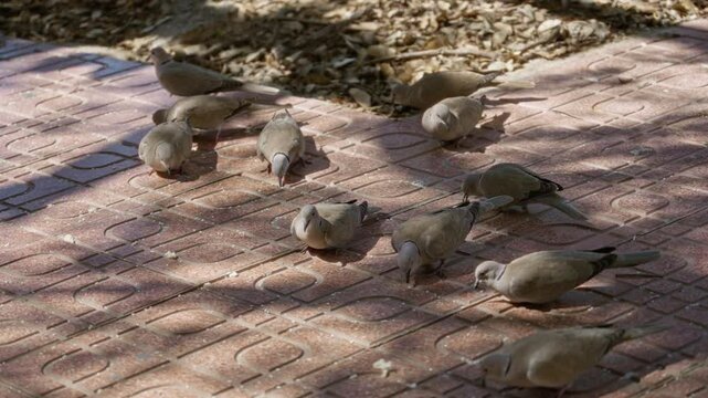 Turtledoves gather on sunlit outdoor tiles, creating a serene nature scene with shadows playing across the red pavement.