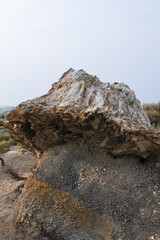 Petrified Forest at Theodore Roosevelt National Park, North Dakota