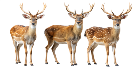 Three spotted deer with antlers standing side by side on black background Ai isolated on a transparent background