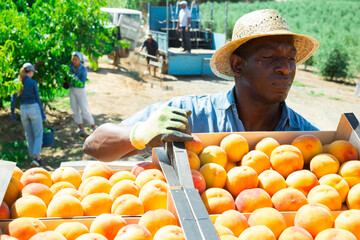African-american man in hat carrying box of peaches. He's placing it in outdoor warehouse.